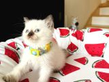 British Shorthair Chocolate Point Yavrular