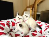 British Shorthair Silver Point Yavrular