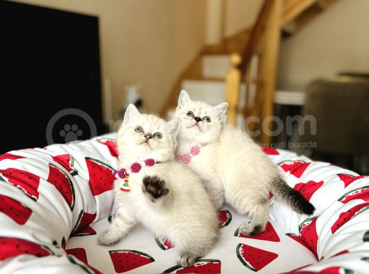 British Shorthair Silver Point Yavrular görsel