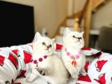 British Shorthair Silver Point Yavrular