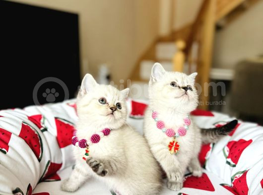 British Shorthair Silver Point Yavrular görsel