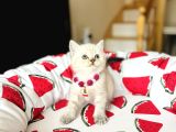 British Shorthair Silver Point Yavrular