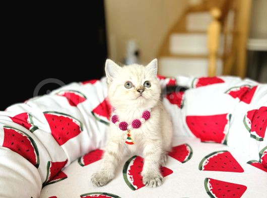 British Shorthair Silver Point Yavrular görsel