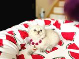 British Shorthair Silver Point Yavrular