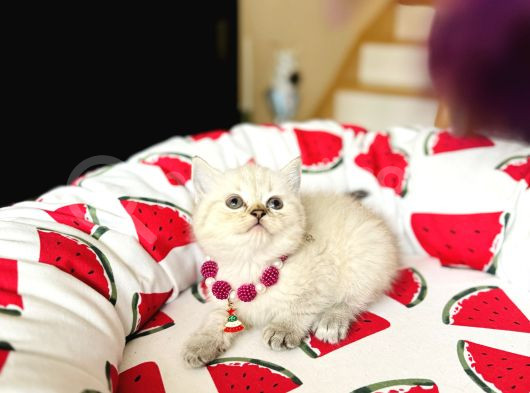 British Shorthair Silver Point Yavrular görsel