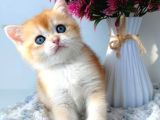 Türünün En Kalitelisi Golden Ny12 British Shorthair