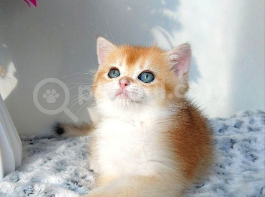 Türünün En Kalitelisi Golden Ny12 British Shorthair görsel
