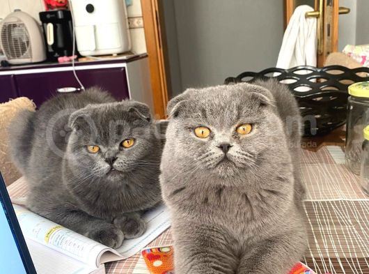 Acil Yuva Aranıyor Scottish Fold görsel