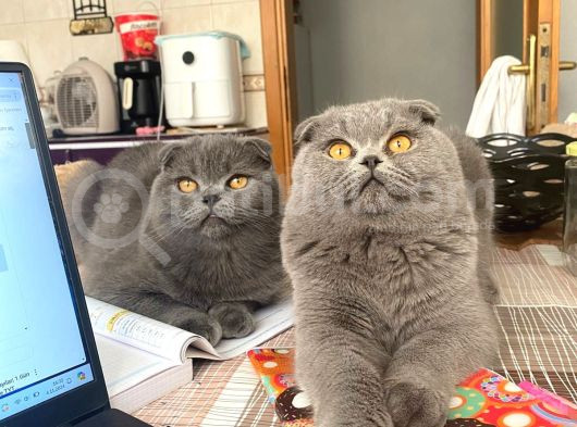 Acil Yuva Aranıyor Scottish Fold görsel