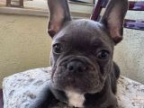 3 Aylık Yavru French Bulldog