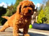 Türki̇yeni̇n Tek Gerçek Toy Poodle Bebekleri̇