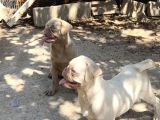 PUG PİNK PLATİNUM-TAN CARİER