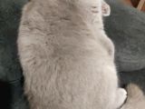 Bristish Shorthair