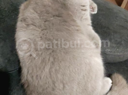 Bristish Shorthair görsel