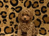 Kıpkırmızı Red tooy poodle sevimli yavrular 