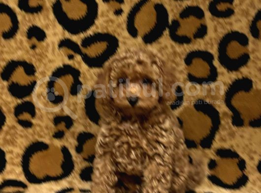 Kıpkırmızı Red Tooy Poodle Sevimli Yavrular 