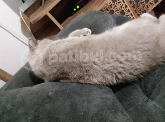 Bristish Shorthair görsel