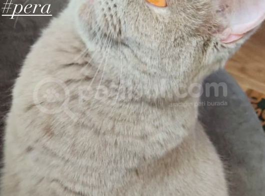 Bristish Shorthair