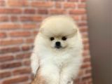 Ayı Suratlı Pomerri̇an Boo Yavrumuz 