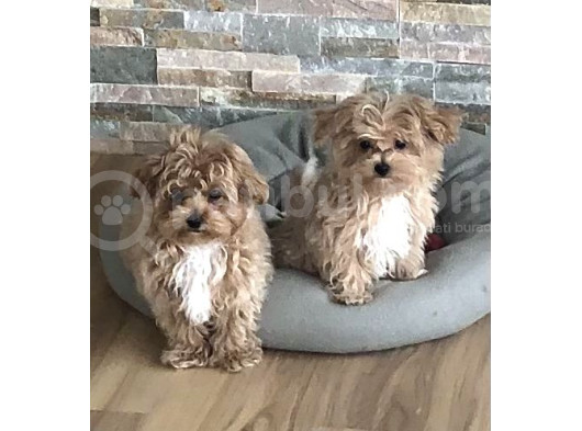 Maltipo Cinsi Yavrular Kahve Tonlu Mini Boy Puppy  görsel