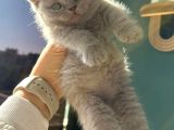 A Kalite British Shorthair Yavrular