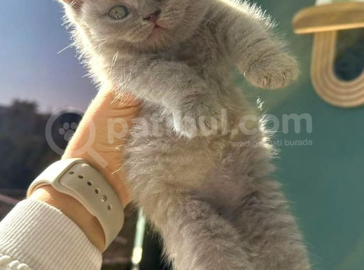 A Kalite British Shorthair Yavrular görsel