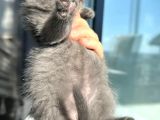 A Kalite British Shorthair Yavrular