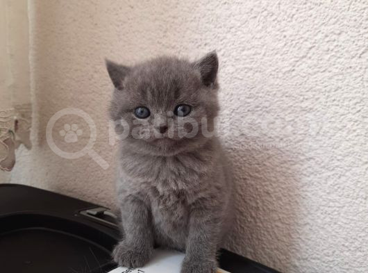 A Kalite British Shorthair Yavrular