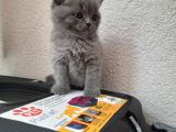 A Kalite British Shorthair Yavrular
