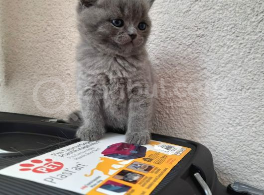 A Kalite British Shorthair Yavrular görsel