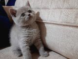 A Kalite British Shorthair Yavrular