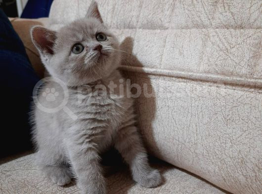 A Kalite British Shorthair Yavrular görsel