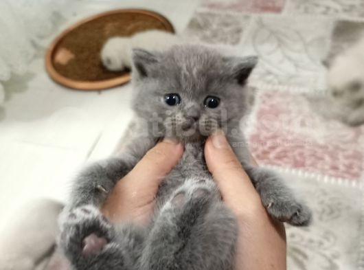 Safkan Bebekler görsel