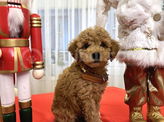 Toy Poodle Yavrularımız görsel