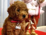 Toy Poodle Yavrularımız