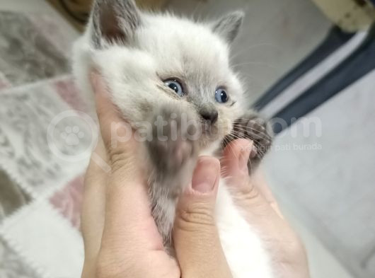 Safkan Bebekler görsel