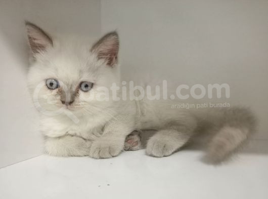 Safkan Bebekler
