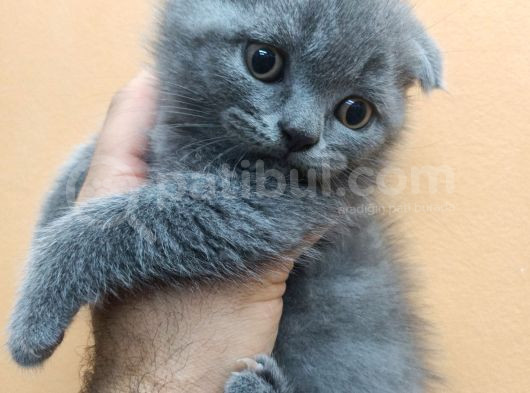 A Kali̇tede Safkan Yavrular görsel