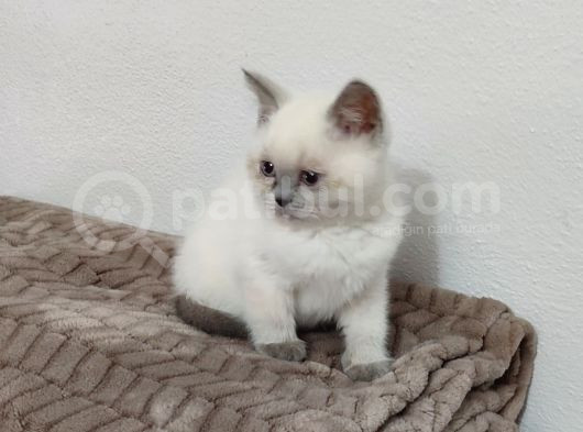 Kaçmaz Güzellikte Bir Blue Point Erkek British görsel