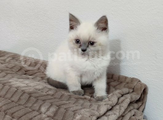 Kaçmaz Güzellikte Bir Blue Point Erkek British görsel