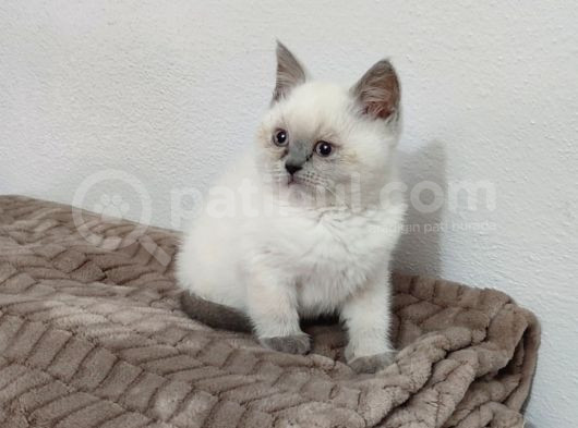 Kaçmaz Güzellikte Bir Blue Point Erkek British görsel