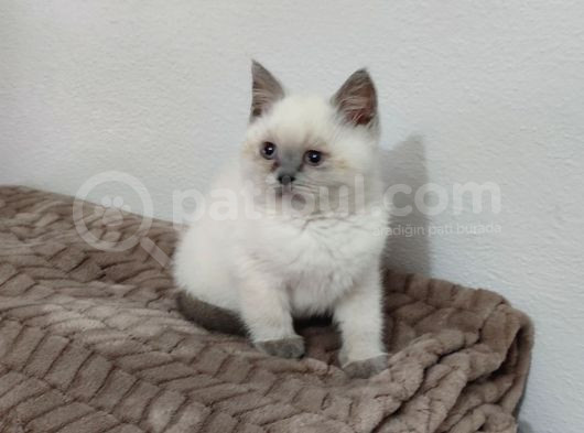 Kaçmaz Güzellikte Bir Blue Point Erkek British