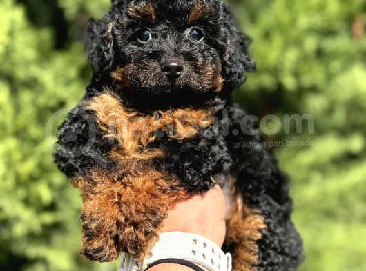 Phantom Nadi̇r Renk Poodle Bebeği̇mi̇z