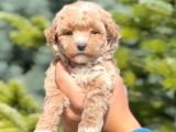 Maltipo Cinsi Yavrular Kahve Tonlu Mini Boy Puppy 