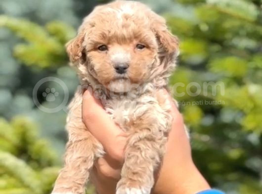 Maltipo Cinsi Yavrular Kahve Tonlu Mini Boy Puppy  görsel