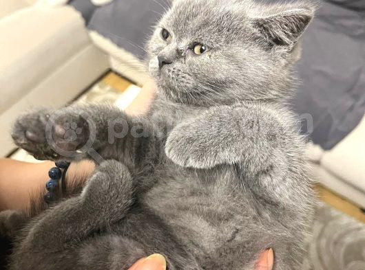 A Kali̇tede Safkan Yavrular görsel