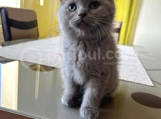Safkan Bebekler görsel