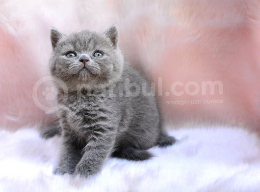 Yuvarlak Kafa Gri British Shorthair