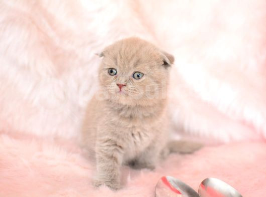 Top Kafa Lilac Scottish Fold görsel
