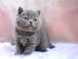 Yuvarlak Kafa Gri British Shorthair